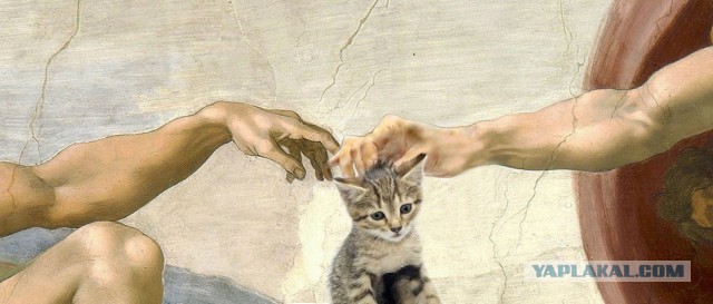 Как отучить кота будить меня по ночам?