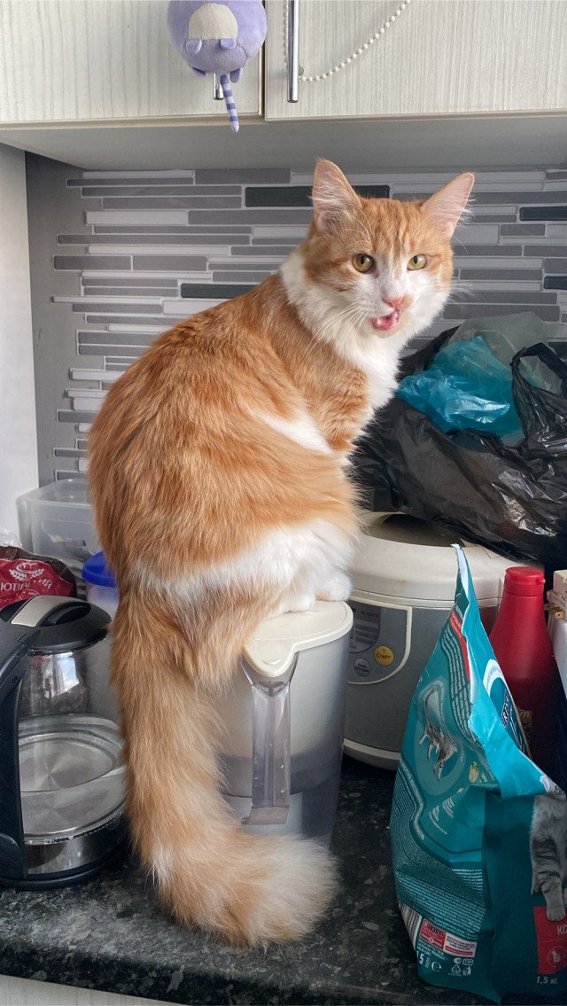 Всем кота за мой счёт. Я настаиваю