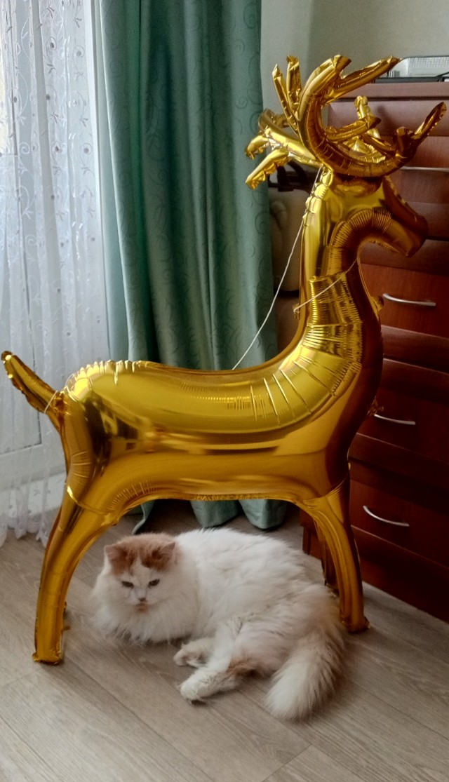 А у нас лапки