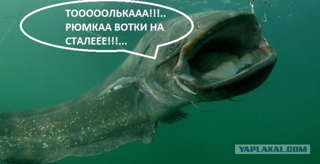 Обстановка на форуме молодых мамочек мотивирует рожать сома!