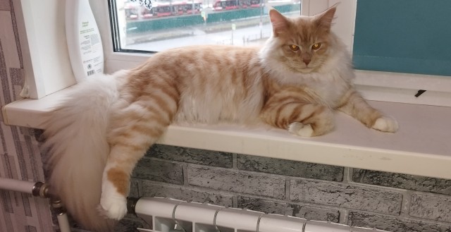 Котовторник 31.12.2024. Последний котовторник года