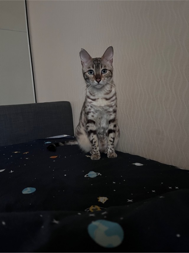 Нефотогеничный кот