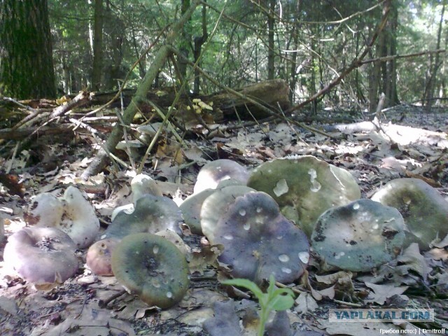 Поход за грибами,