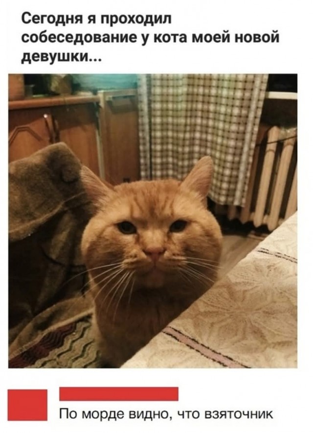 К котовторнику.