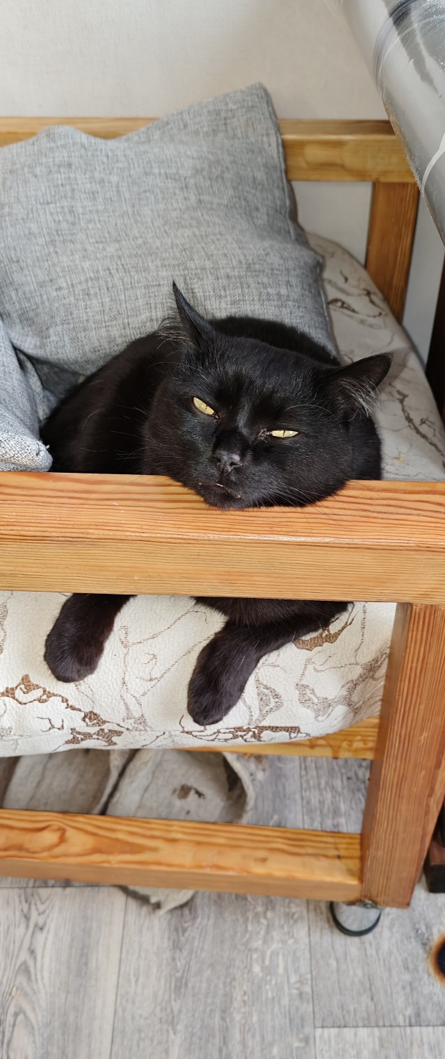 Ну и снова кот  Босс