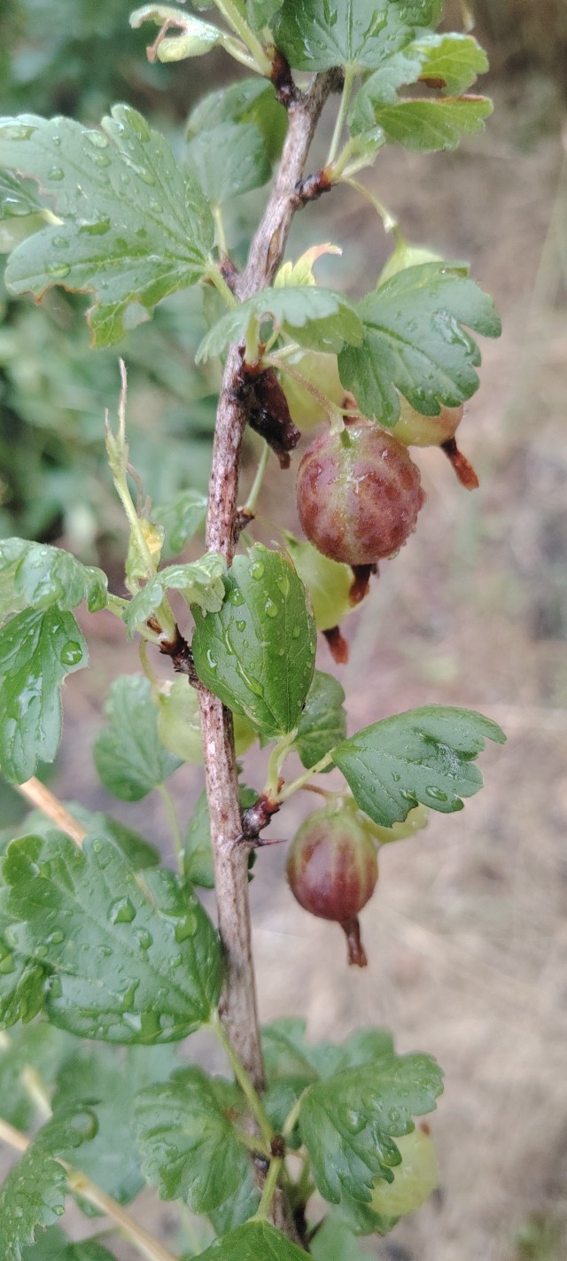 Крыжовника