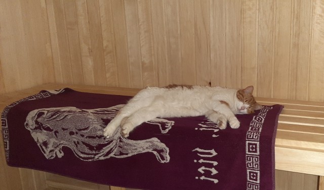 Моя жена не умеет фоткать кота