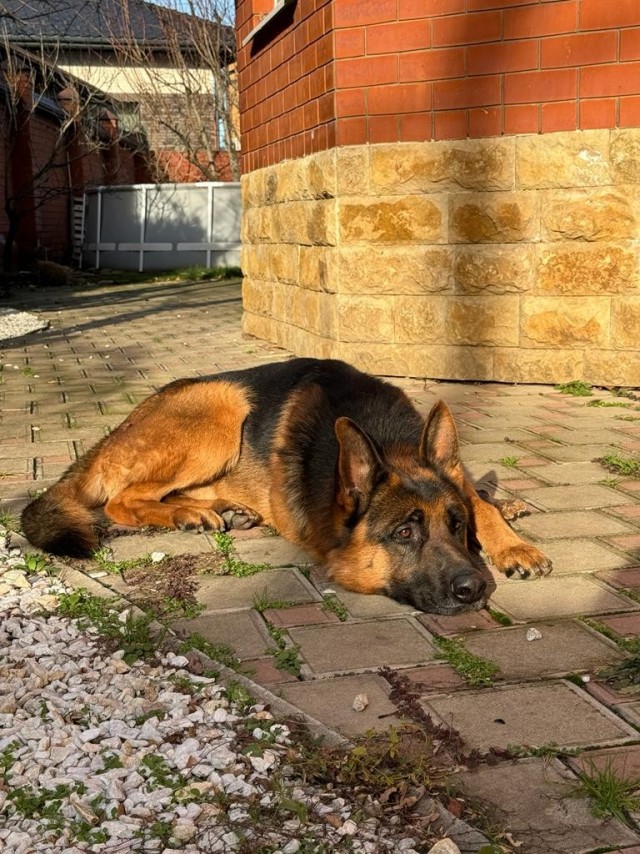 Собакочетверг!