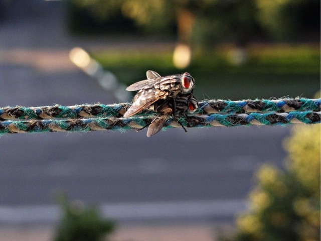 Шах