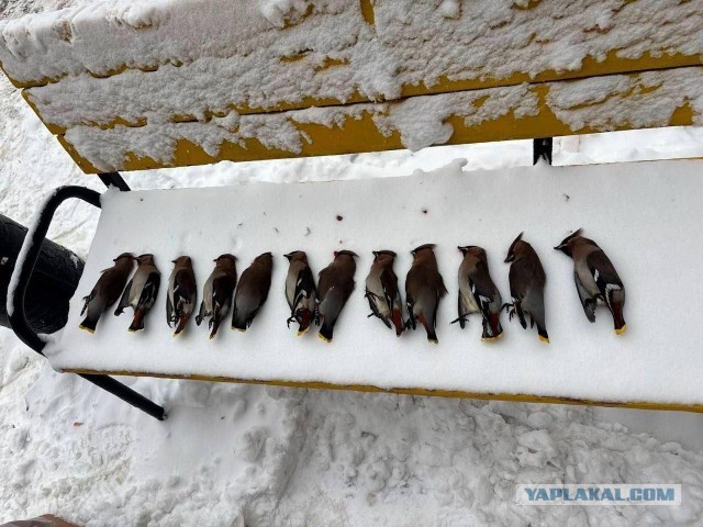 «Утро с пацанами 1 января»