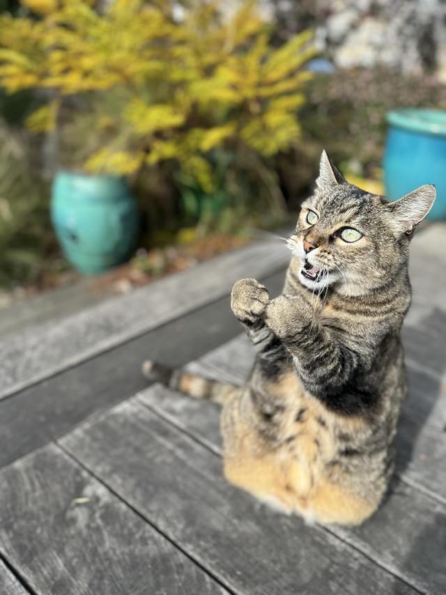 Рандомных фото котов тред
