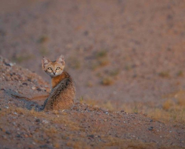 Фотограф запечатлел целую семью песчаных кошек на Ближнем Востоке⁠⁠