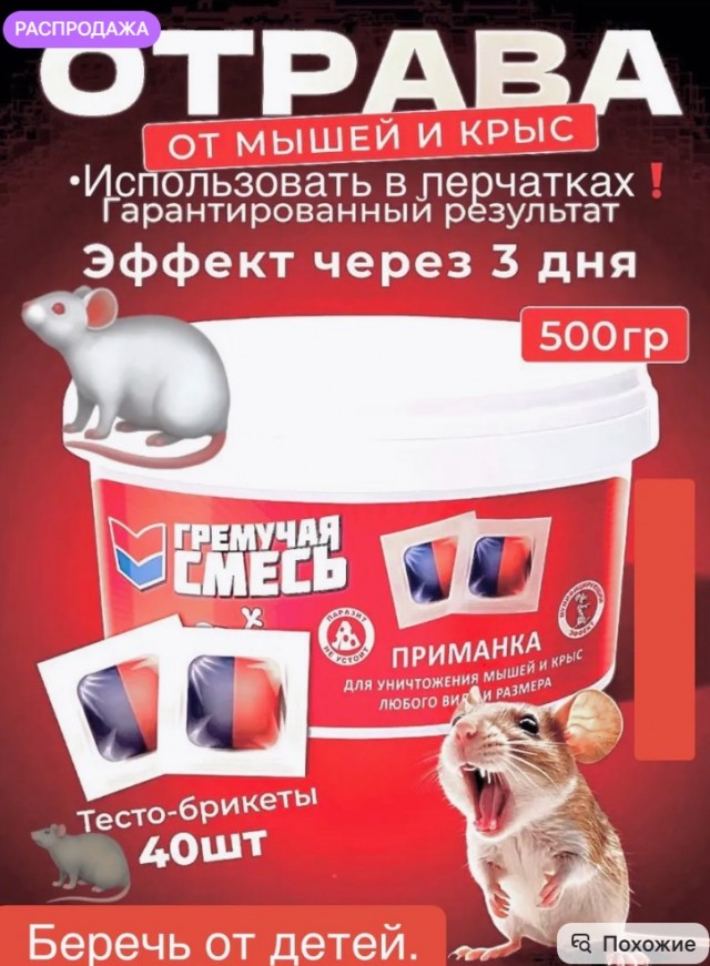 Крыса