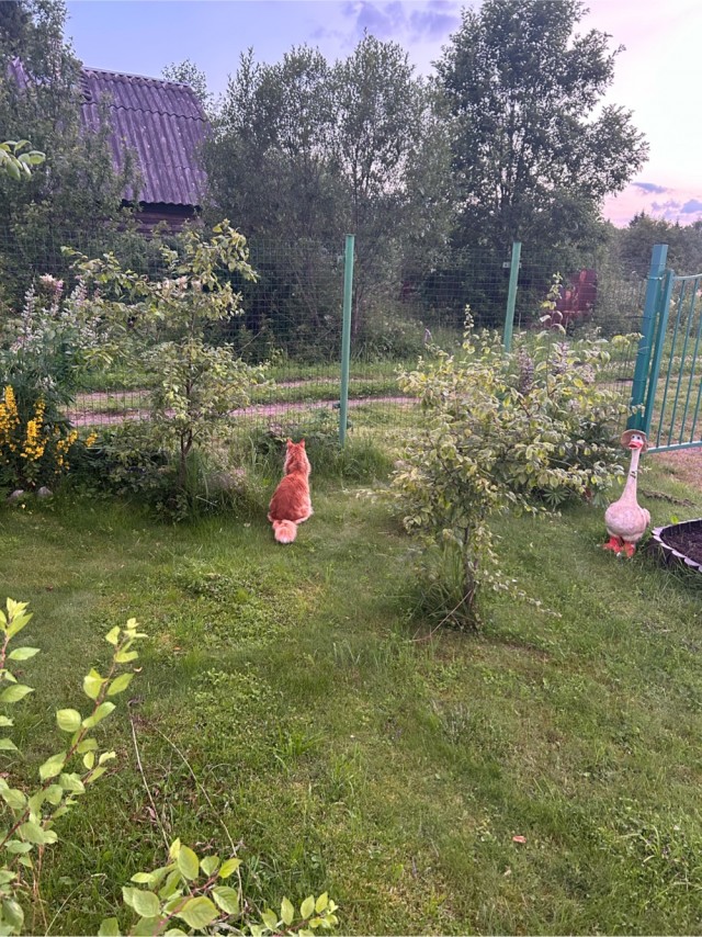 Просто еж и кошка