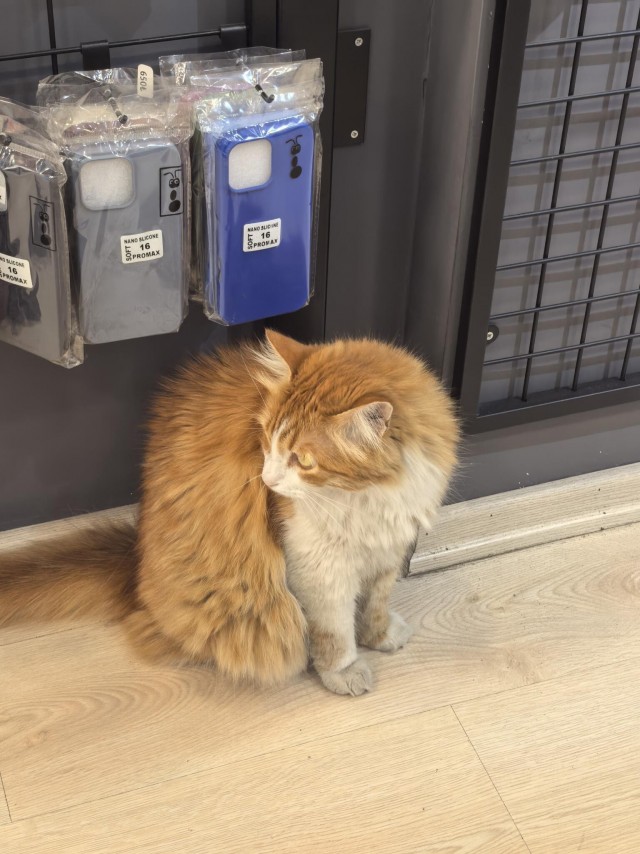 Уличные кошки Стамбула — 2