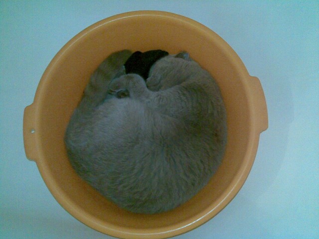Котовторник 17.09.2013