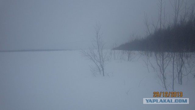 Пурговое