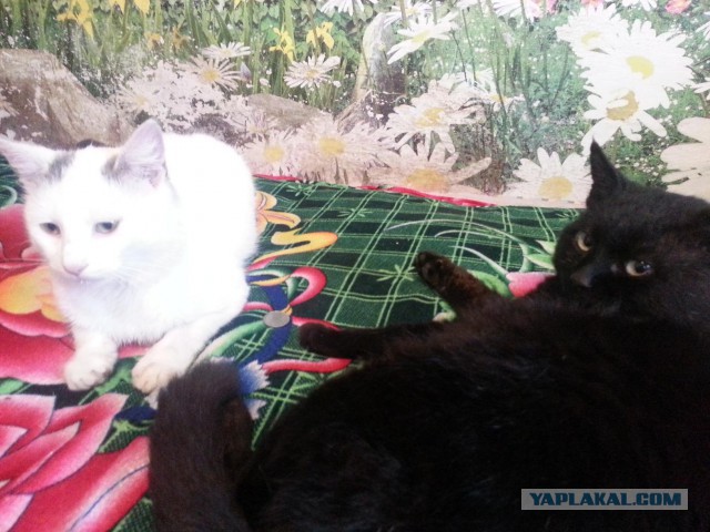 Котовторник  28.01.14