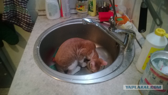 Морской котик, домашний
