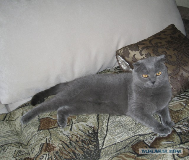 Котовторник  08.04.2014