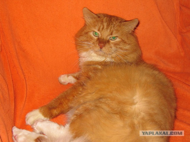 Котовторник 20.05.2014