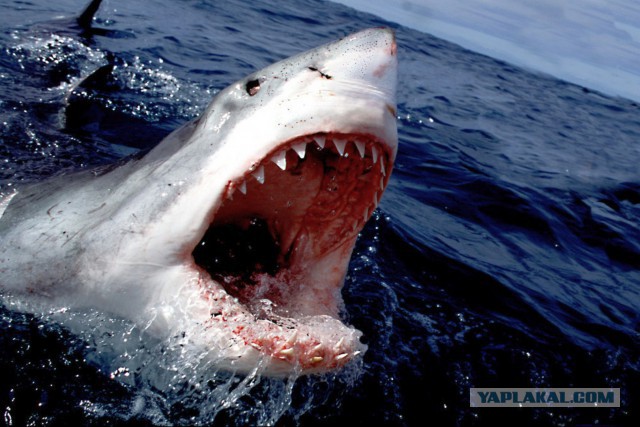 Что будет, если акулу извлечь из воды?!