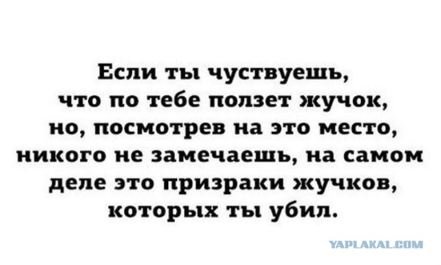 На террасу забрела вот такая пушистая прелесть