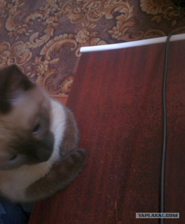 Котовторник 18.11.2014