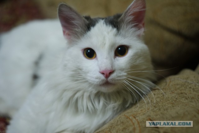 Самые популярные клички кошек и котов