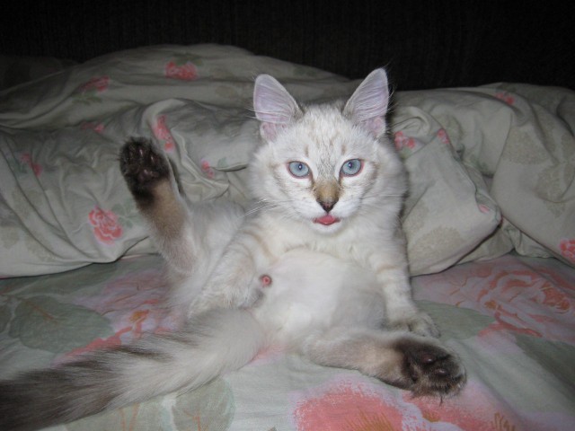 Котовторник 07 04 2015