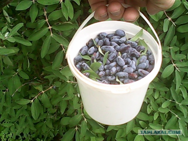 Первый урожай.