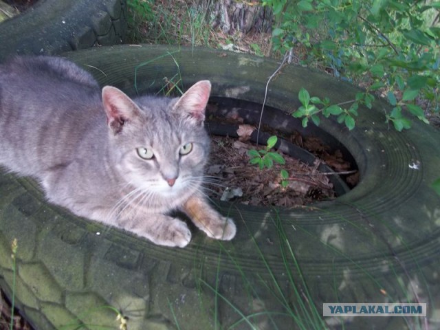 Жизнь домашнего приюта для котеек 68