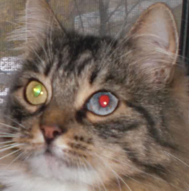 У кота нет глаз