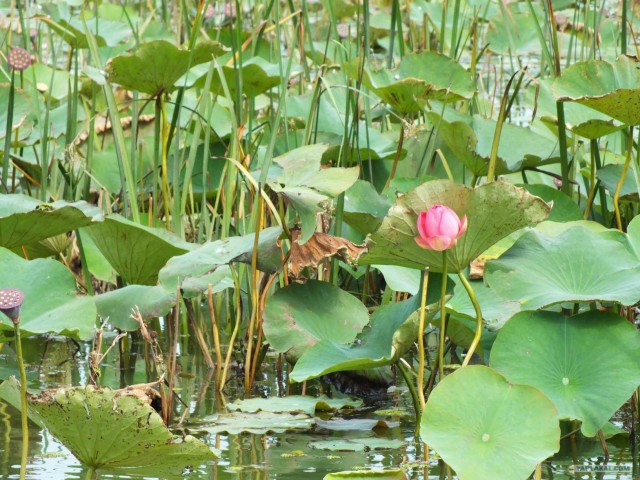 Золотая осень