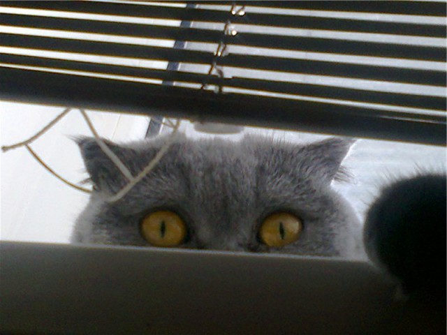 Котовторник 28.07.2015