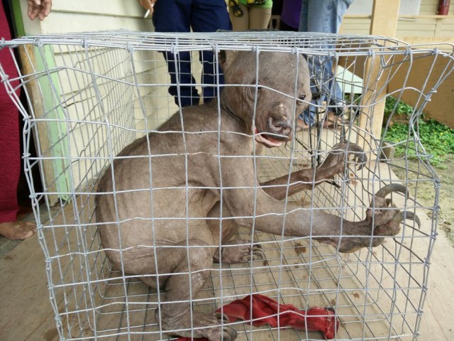 Жуткое существо