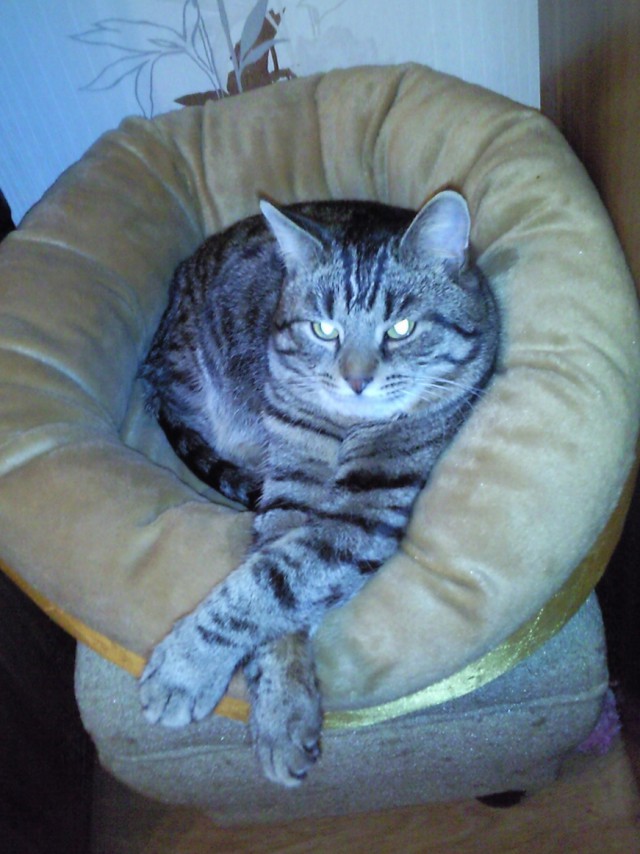 Котовторник 20.10.2015