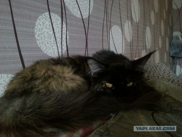 Котовторник 15.12.2015