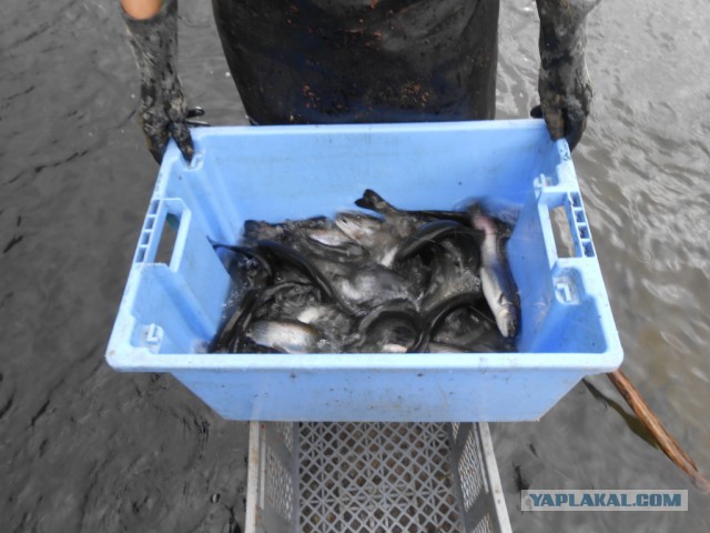 Рыбная ферма. Эквадор