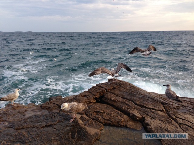 Такое разное Чёрное море