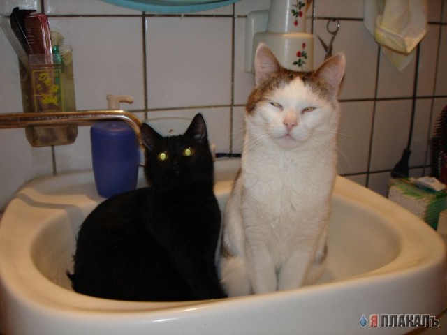 Коты, кошки, котята