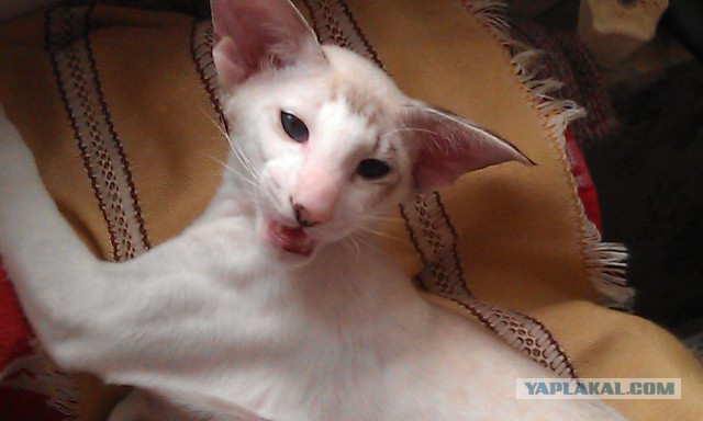 Котовторник  01.03.2016