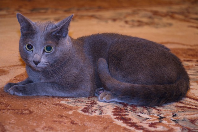 Пр корма для кошек. Рассуждения