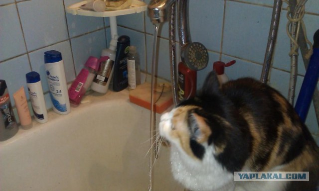 У меня сломался кот