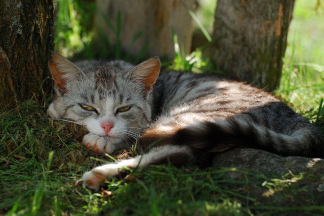 Коты из сети