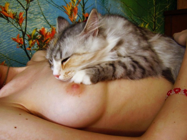 Коты из сети