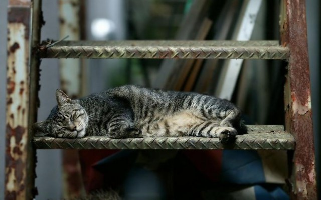 Коты из сети