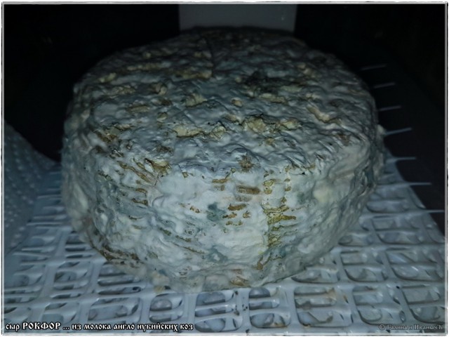 Cыр Рокфор … из молока англо нубийских коз