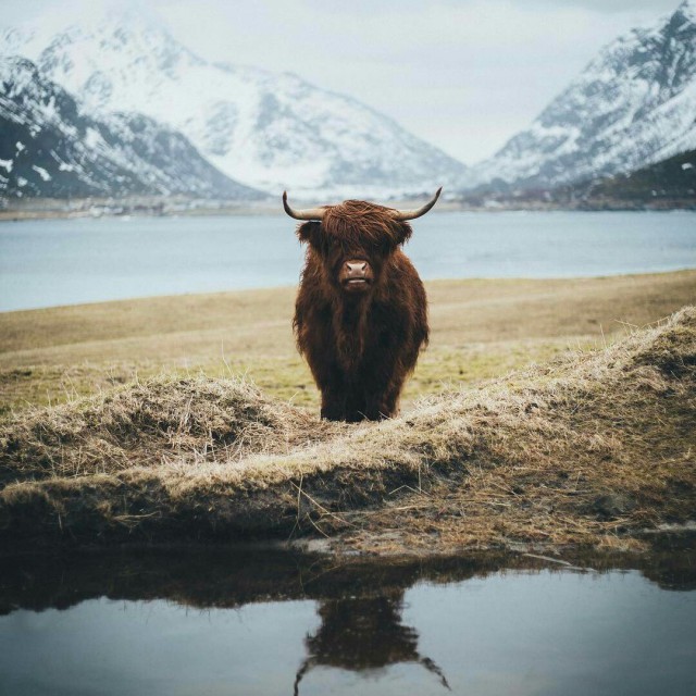 Самые смешные животные