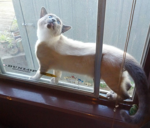 Коты и Кошки